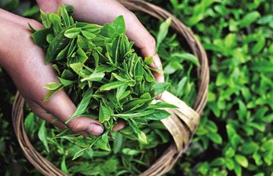 茶叶农残快检设备快速测定茶叶品质